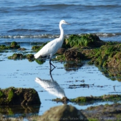 Photo d'Aigrette