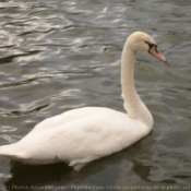 Photo de Cygne