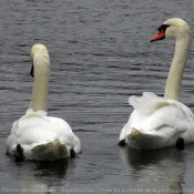 Photo de Cygne