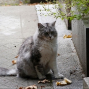 Photo de Chat domestique