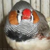 Photo de Mandarin