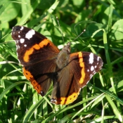 Photo de Papillon - vulcain