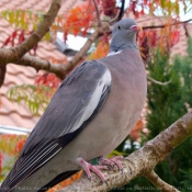 Photo de Pigeon - ramier