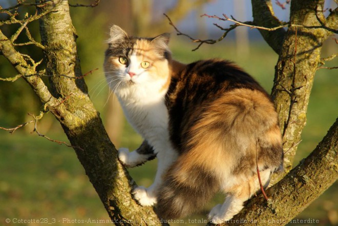 Photo de Chat domestique