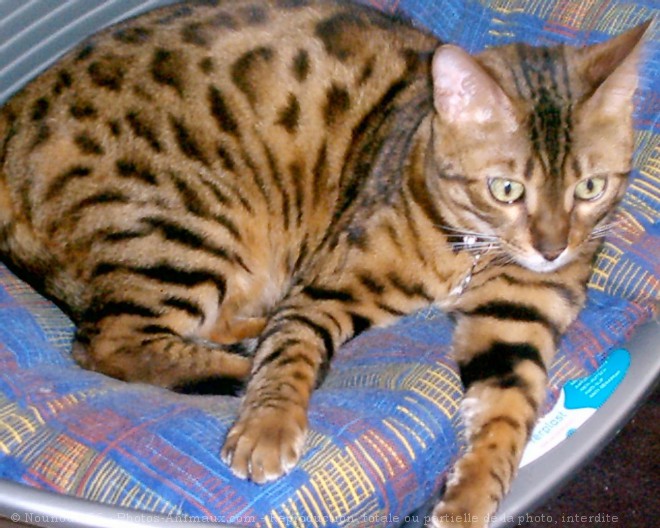 Photo de Bengal