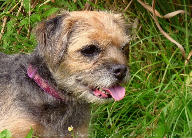 Photo de Border terrier