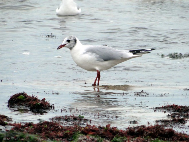 Photo de Mouette