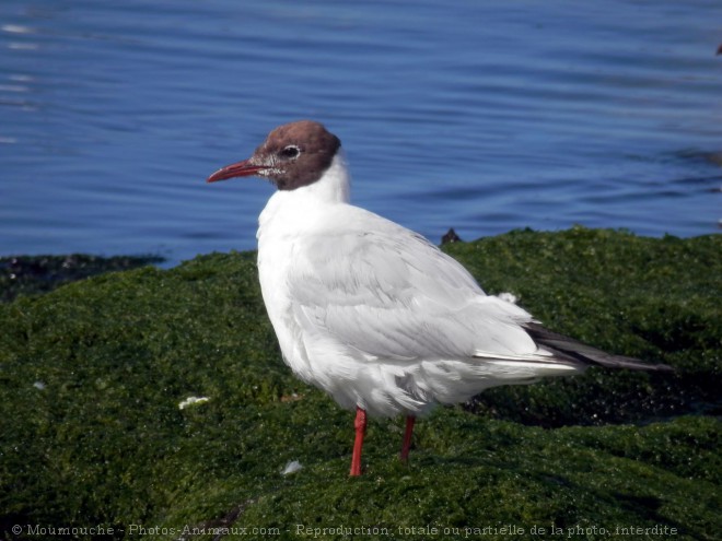 Photo de Mouette