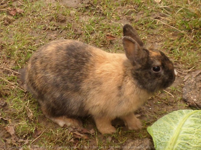 Photo de Lapin