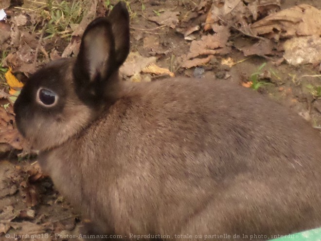 Photo de Lapin