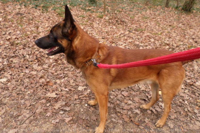 Photo de Berger belge malinois