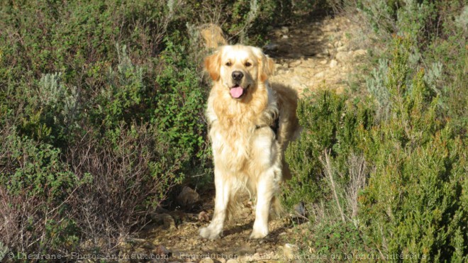 Photo de Retriever  poil boucl