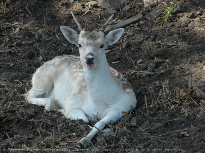 Photo de Biche