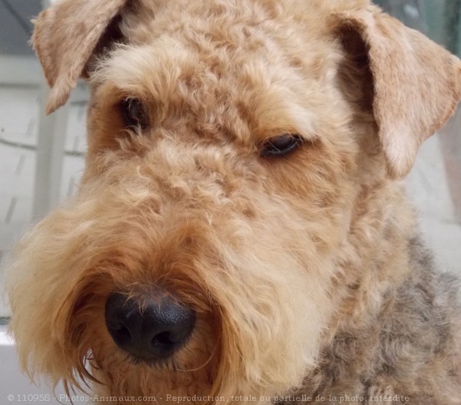 Photo d'Airedale terrier