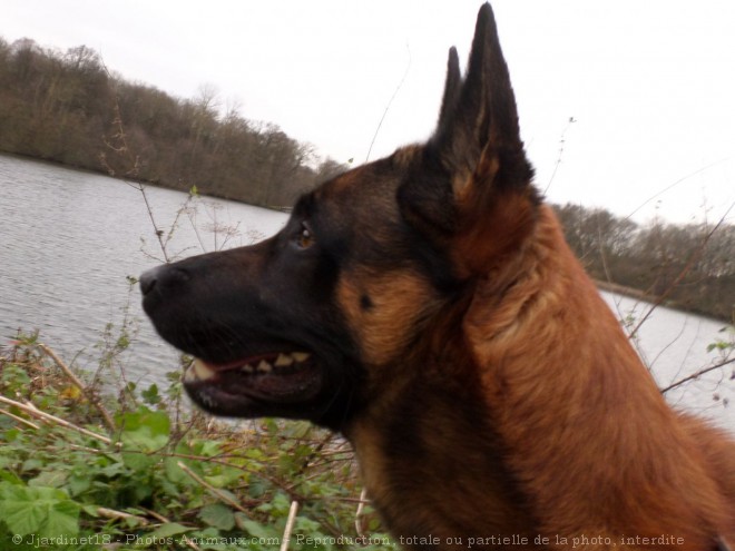 Photo de Berger belge malinois