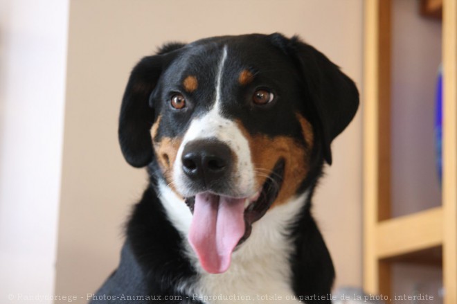 Photo de Bouvier de l'appenzell