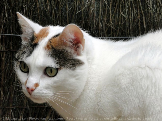 Photo de Chat domestique