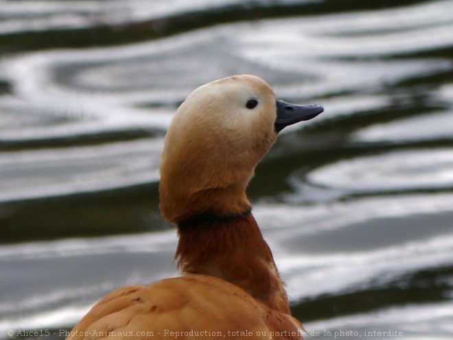 Photo de Canard tadorne casarca