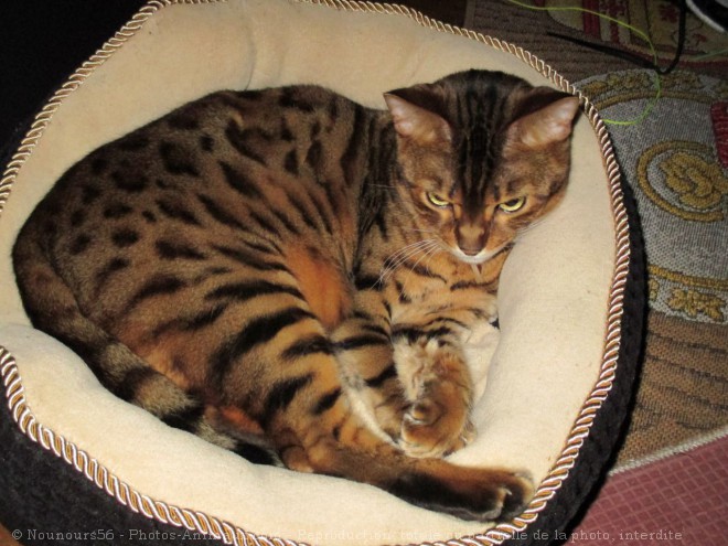 Photo de Bengal