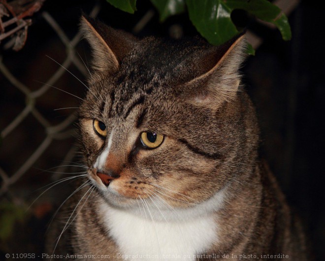 Photo de Chat domestique