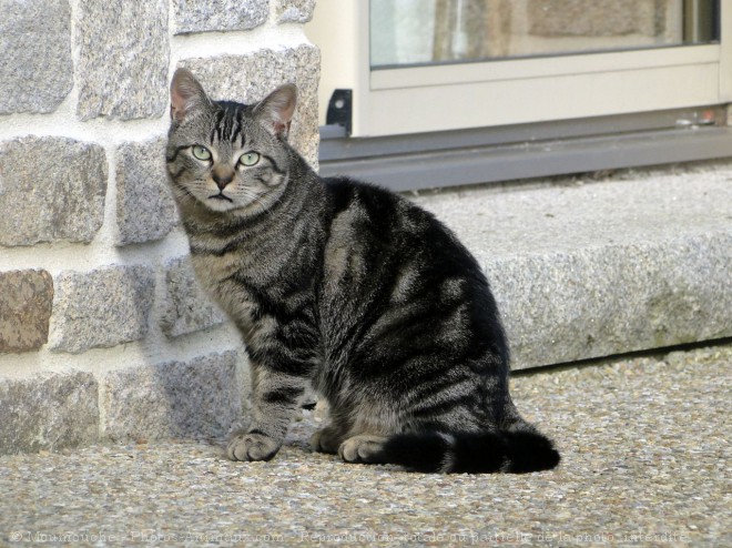 Photo de Chat domestique