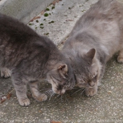 Photo de Chat domestique