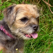 Photo de Border terrier