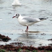 Photo de Mouette