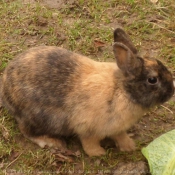 Photo de Lapin