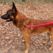 Photo de Berger belge malinois