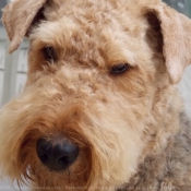 Photo d'Airedale terrier