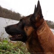 Photo de Berger belge malinois