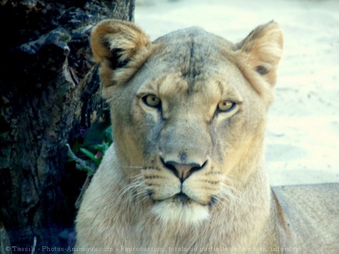 Photo de Lion