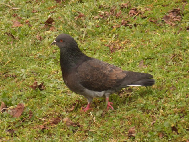 Photo de Pigeon - biset