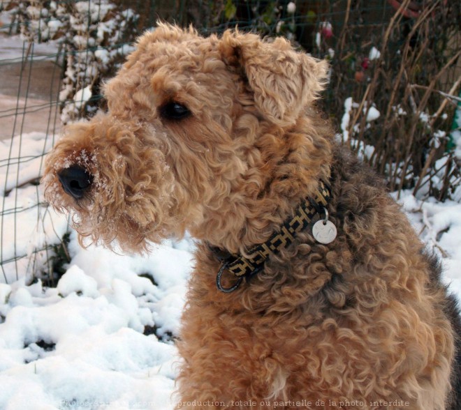 Photo d'Airedale terrier