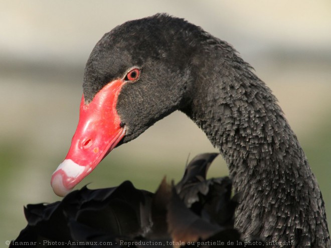 Photo de Cygne