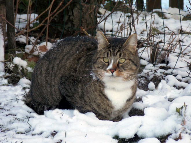 Photo de Chat domestique