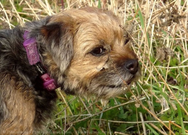 Photo de Border terrier