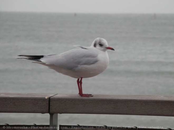 Photo de Mouette