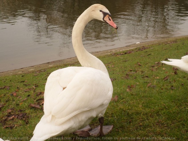 Photo de Cygne