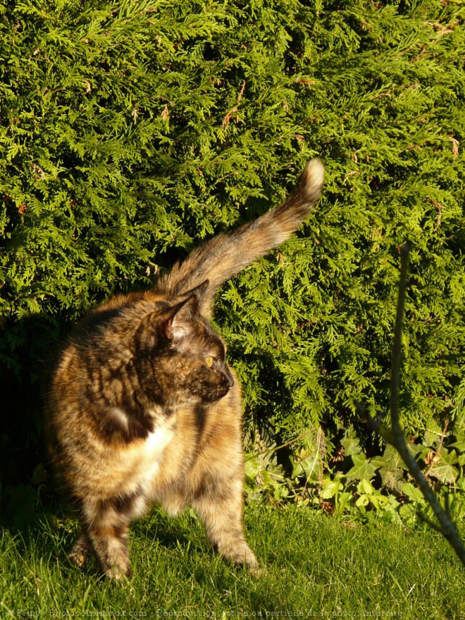 Photo de Chat domestique