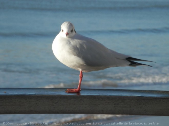 Photo de Mouette