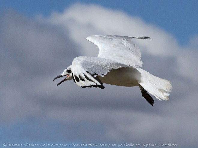 Photo de Mouette