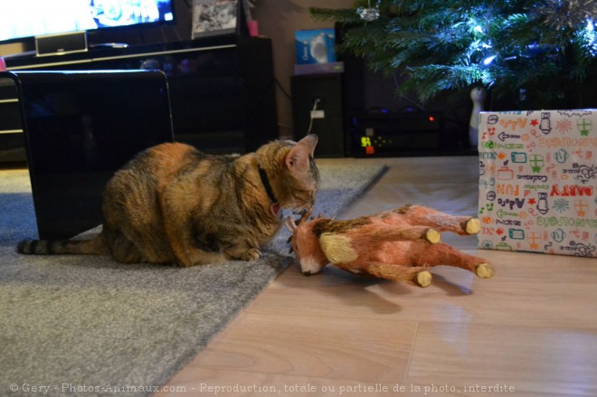 Photo de Chat domestique