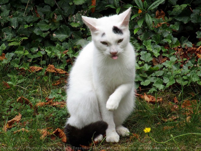 Photo de Chat domestique