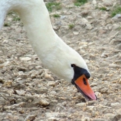 Photo de Cygne