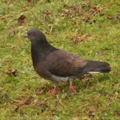 Photo de Pigeon - biset