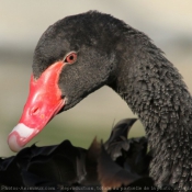 Photo de Cygne