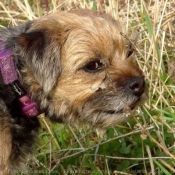 Photo de Border terrier