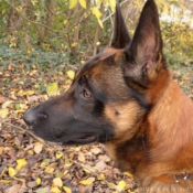 Photo de Berger belge malinois